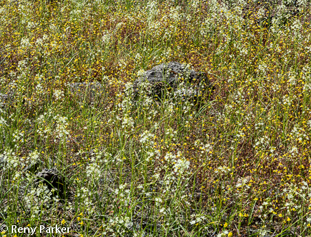 Toxicoscordion fontanum    Marsh zigadenus and Monkeyflower