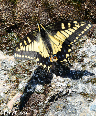 Papilio zelicaon Anis Swallowtail