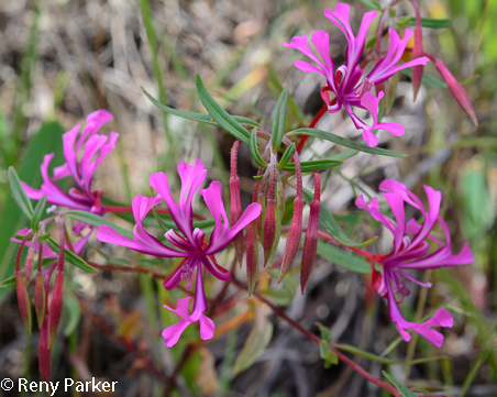 Red Ribbons, Clarkia concinna