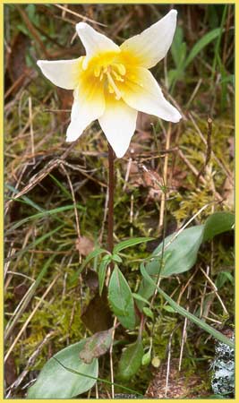 Napa Fawn Lily, Erythronium helenae
