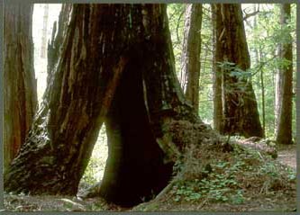 Redwood Sorrel, Oxalis oregana