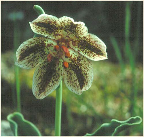 Purdys Fritillary, Fritillaria purdyi