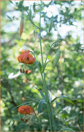 Pitkin Marsh Lily, Lilium pardalinum ssp pitkinense