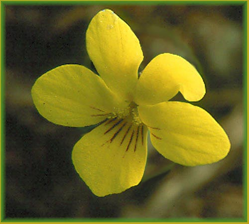 Redwood Violet, Viola sempervirens