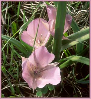 Large Flowered Star Tulip, Calochortus uniflorus