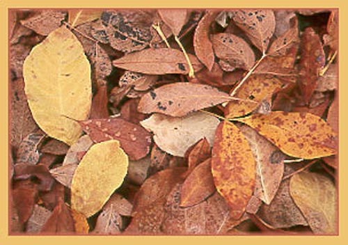 Oregon Ash, Fraxinus latifolia