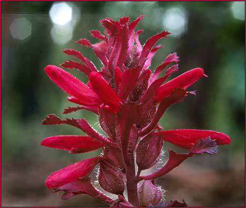 Indian Warrior, Pedicularis densiflora