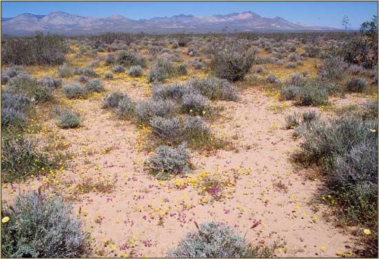 Desert Goldpoppy, Eschscholzia glyptosperma