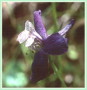 Royal Larkspur, Delphinium variegatum