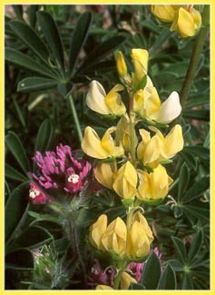 Butter Lupine, Lupinus luteolus