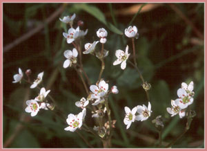 California Saxifrage, Saxifraga californica