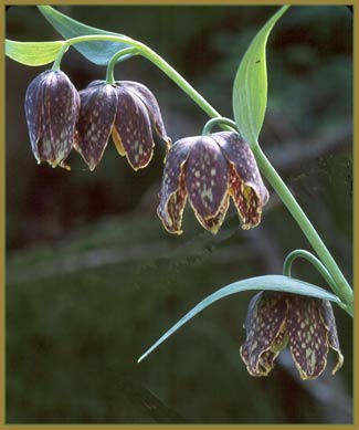 Mission Bells, Fritillaria biflora