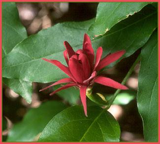 Spicebush, Calycanthus occidentalis
