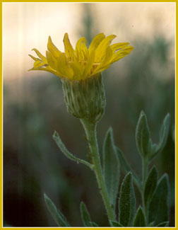 Woolly Sunflower, Lasthenia minor