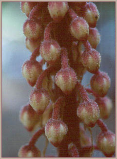 Pine Drops, Pterospora andromedea