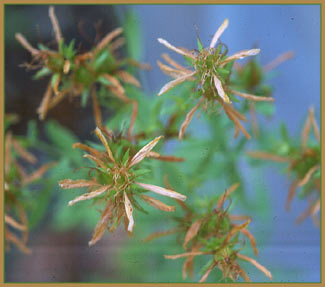Klamath Weed, Hypericum perforatum