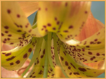Wiggins Lily, Lilium pardalinum ssp wigginsii
