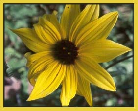 Common Sunflower, Helianthus annuus