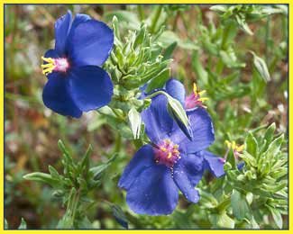 Western Blue Flax, Linum perenne
