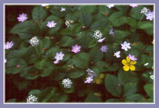 Western Starflower, Trientalis latifolia
