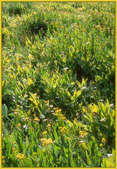California Corn Lily, Veratrum californicum