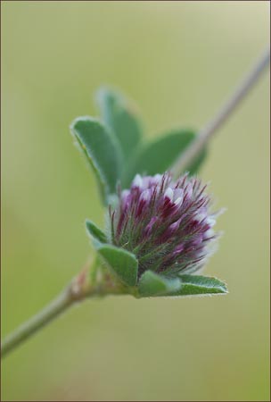 Macraes Clover, Trifolium macraei