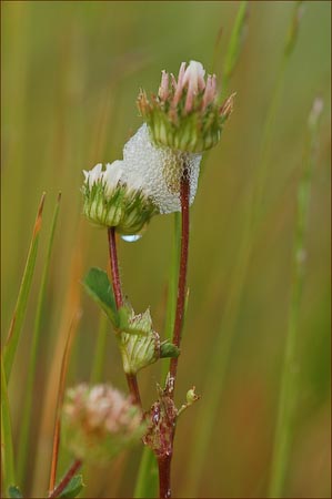 Thimble Clover, Trifolium microdon