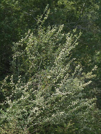 Utah Service Berry, Amelanchier utahensis