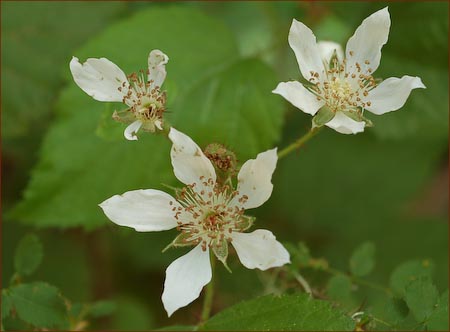 California Blackberry, Rubus ursinus