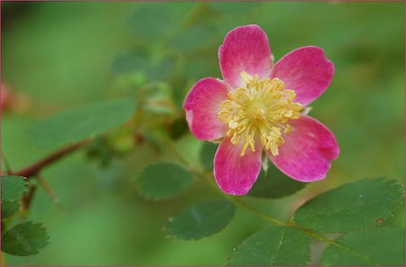 Wood Rose, Rosa gymnocarpa