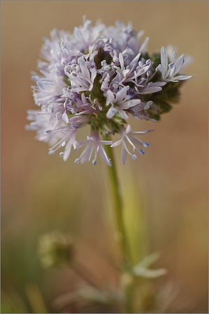 Bluehead Gilia, Gilia capitata ssp capitata