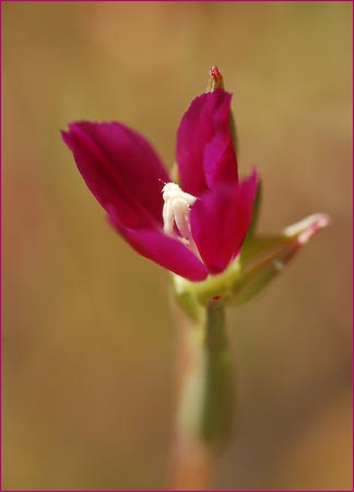 Winecup Clarkia, Clarkia purpurea ssp quadrivulnera