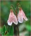 Twinflower, Linnaea borealis ssp americana