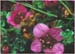 Purple Mountain Saxifrage, Saxifraga oppositifolia ssp opposititolia
