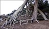 Monterey Cypress, Hesperocyparis macrocarpa