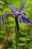 Blue Flag, Iris versicolor