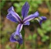 Blue Flag, Iris versicolor