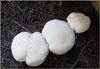 Mushroom, Unknown mushroom