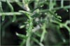 Lizard Tail, Eriophyllum staechadifolium