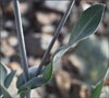 Arizona Jewelflower, Streptanthus carinatus ssp arizonicus