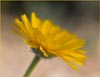 Desert Marigold, Baileya multiradiata