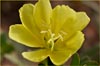 Yellow Desert Evening Primrose, Oenothera primiveris ssp primiveris