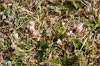 Dwarf Clover, Trifolium nanum