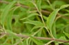 Common Boneset, Eupatorium perfoliatum