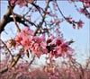 Apricot Blossoms, Prunus sp