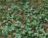 Troutlily, Erythronium americanum