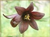 Kamchatka Lily, Fritillaria kamschatcensis