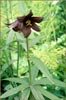 Kamchatka Lily, Fritillaria kamschatcensis