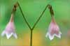 Twinflower, Linnaea borealis ssp longiflora