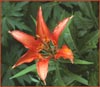Wood Lily, Lilium umbellatum